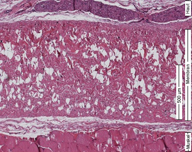HistologieOsgideQuerschnitt